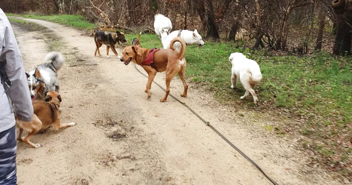 Balade collective encadrée par Émilie, éducatrice canine Anim’Allié, pour travailler la socialisation entre chiens à Nîmes