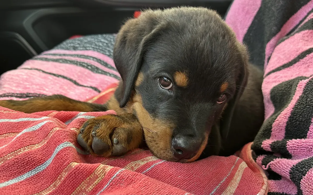Chiot Rottweiler âgé de moins de deux mois couché sur une couverture rayée