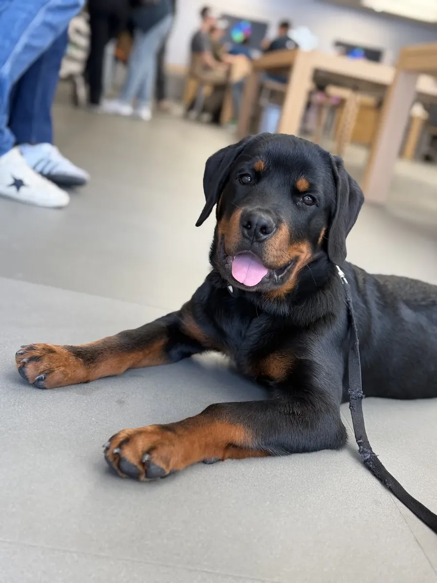 Vegas, Rottweiler couché pendant une formation à l’attestation d’aptitude des propriétaires de chiens catégorisés, animée par Émilie, éducatrice canine