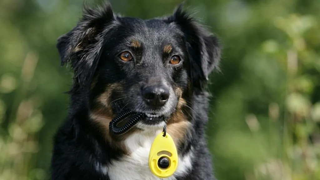 Chien noir portant un clicker jaune autour du cou